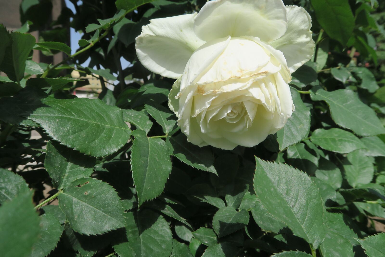 Canon PowerShot G7 X sample photo. White rose, rose, flower photography