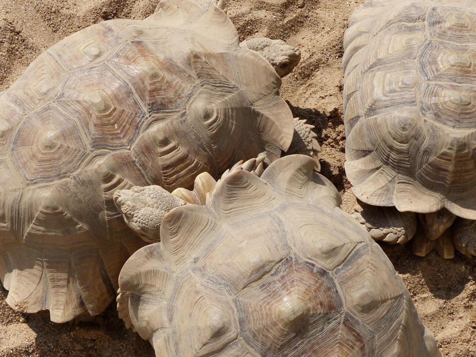 Panasonic Lumix DMC-FZ200 sample photo. Rest, turtle, sand photography