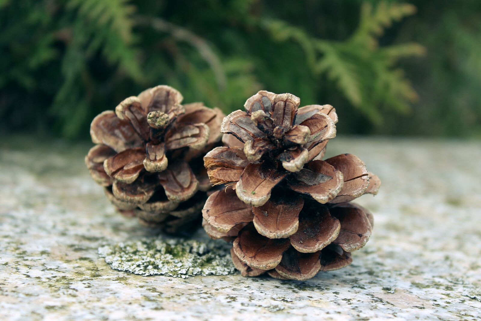 Canon EOS 1200D (EOS Rebel T5 / EOS Kiss X70 / EOS Hi) sample photo. Pine cones, tap, nature photography