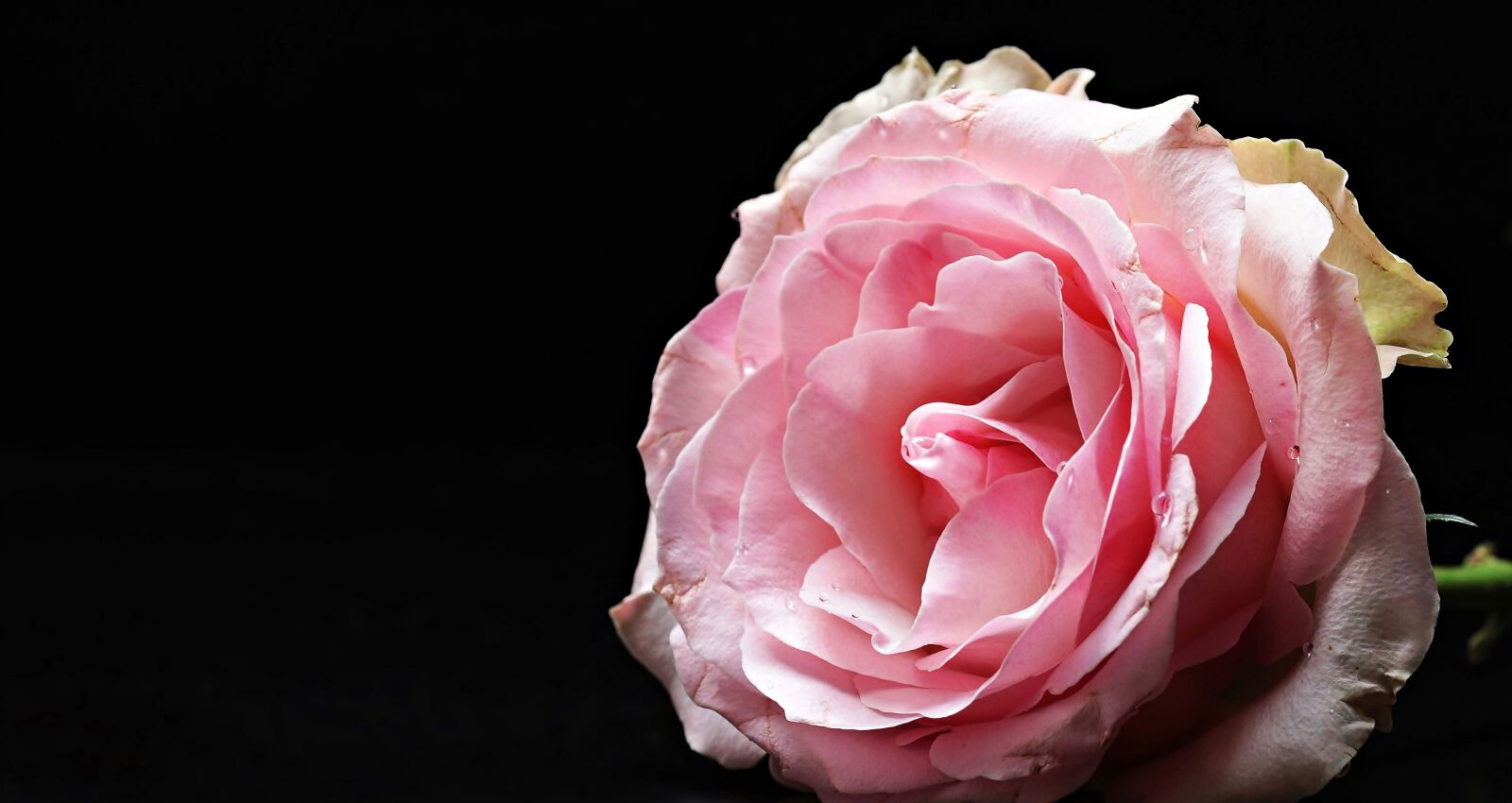 Canon EOS 80D sample photo. Rose, floribunda, pink photography