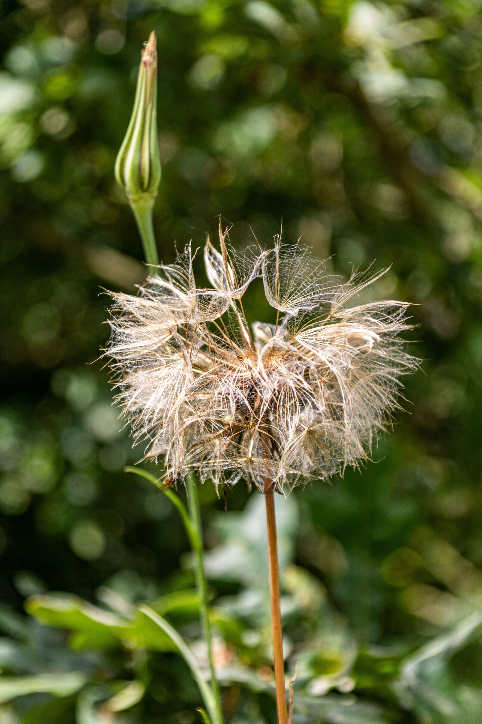 Canon EOS 750D (EOS Rebel T6i / EOS Kiss X8i) + Canon TS-E 90mm F2.8 Tilt-Shift sample photo. Grass, frøstand, withers photography