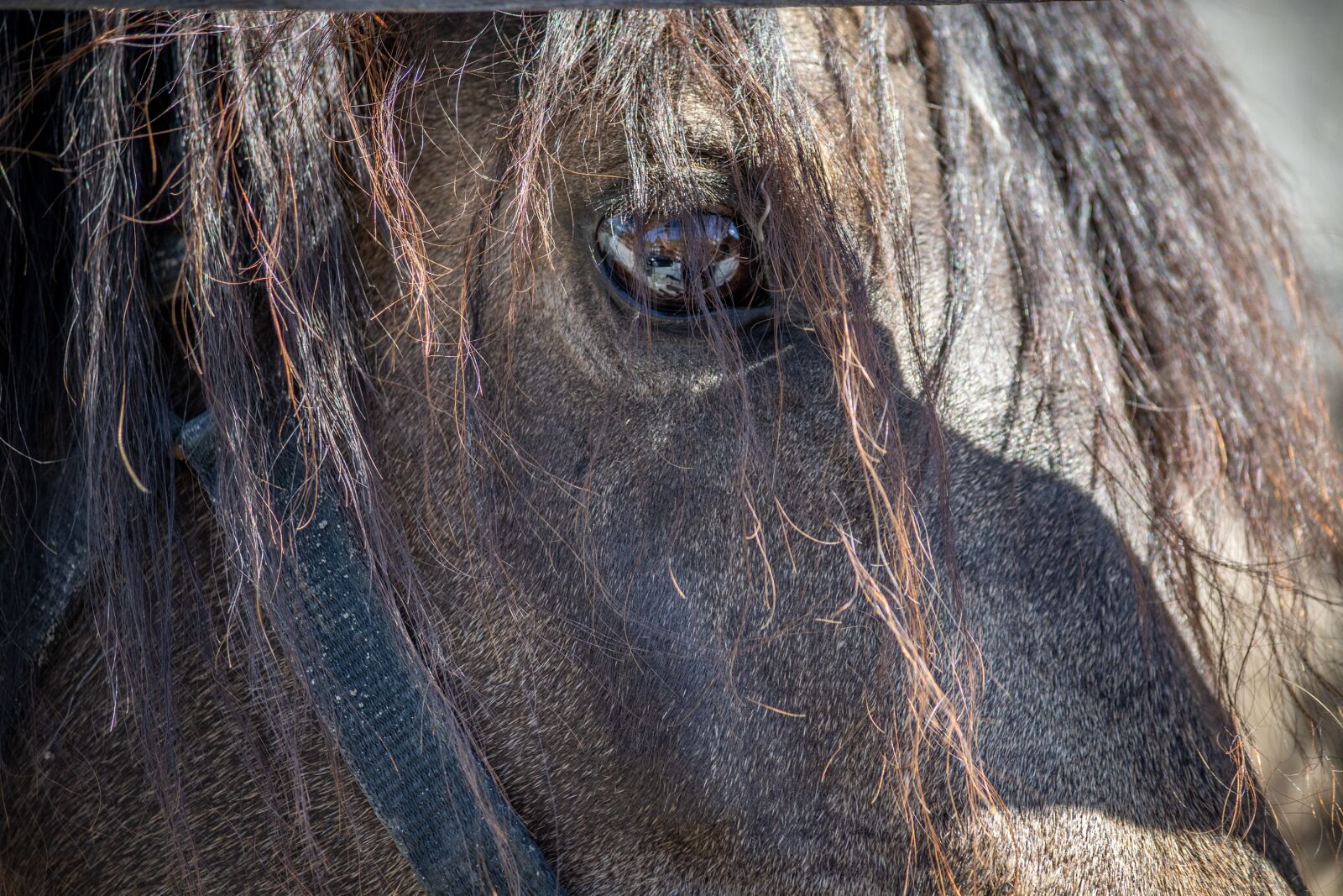 Nikon D7100 sample photo. Horse, horse head, eye photography