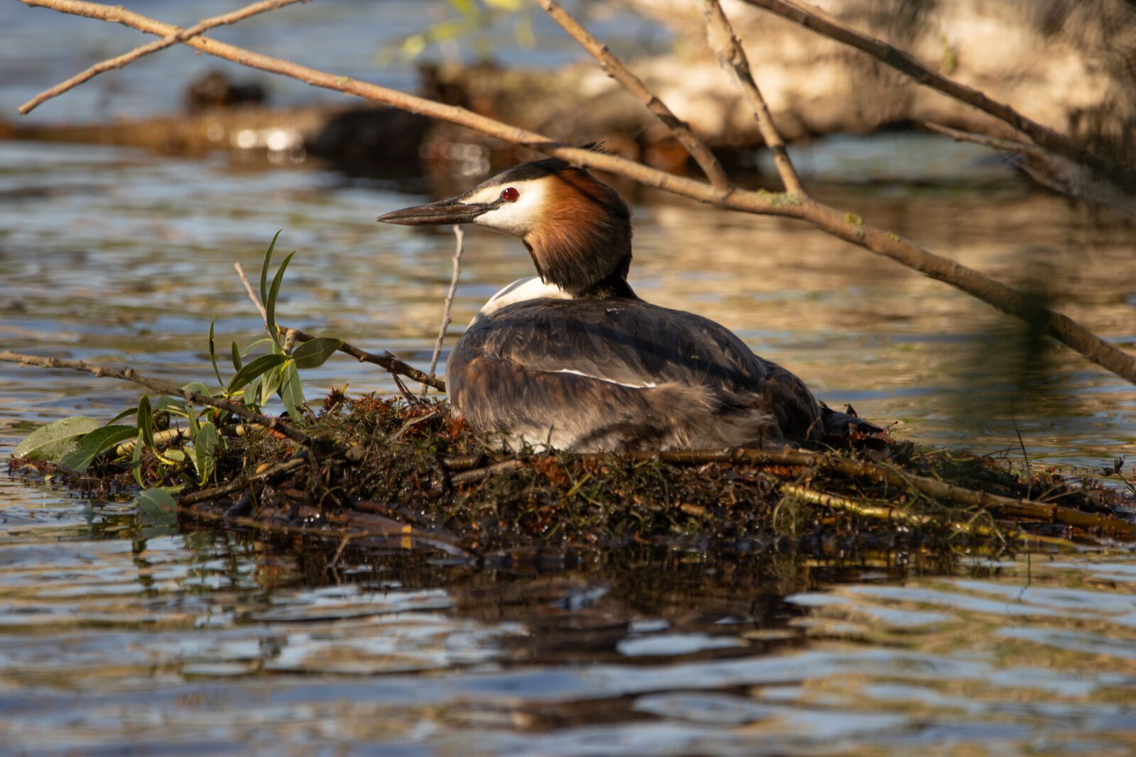 150-600mm F5-6.3 DG OS HSM | Contemporary 015 sample photo. Great crested grebe, nest photography