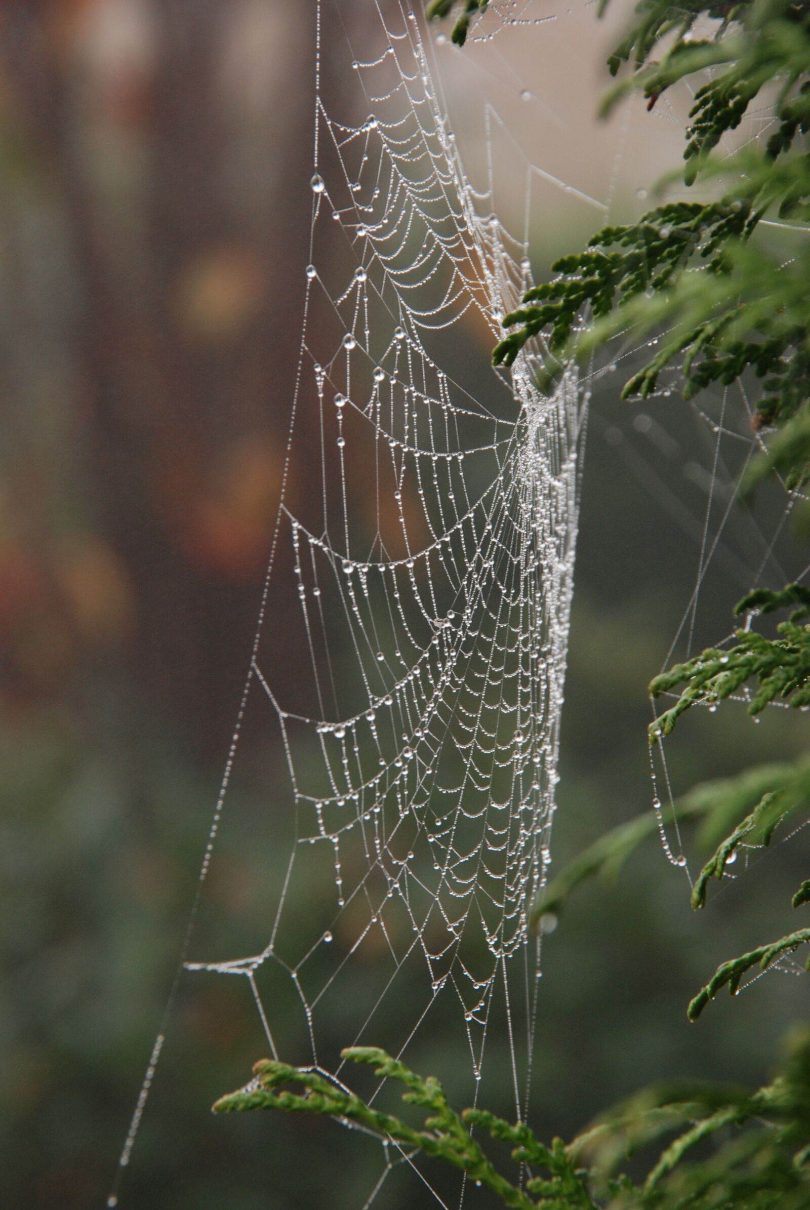 Nikon D80 sample photo. Nature, fog, mist photography