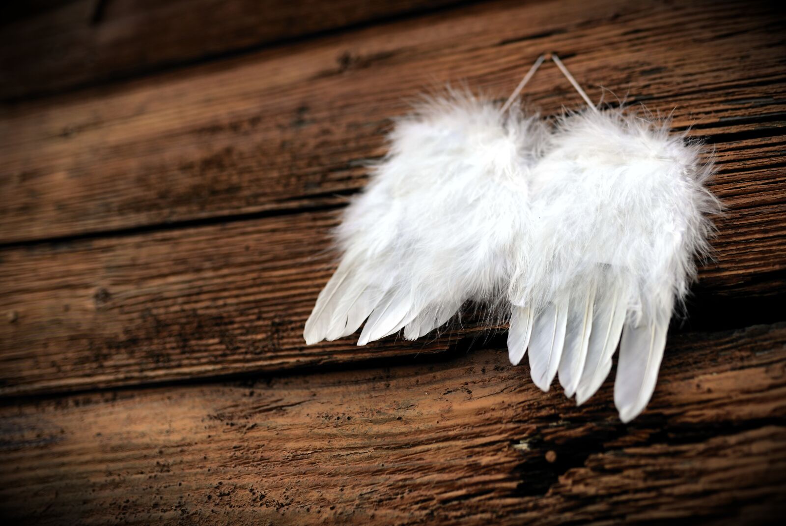 Nikon D610 sample photo. Feather, wing, angel wings photography