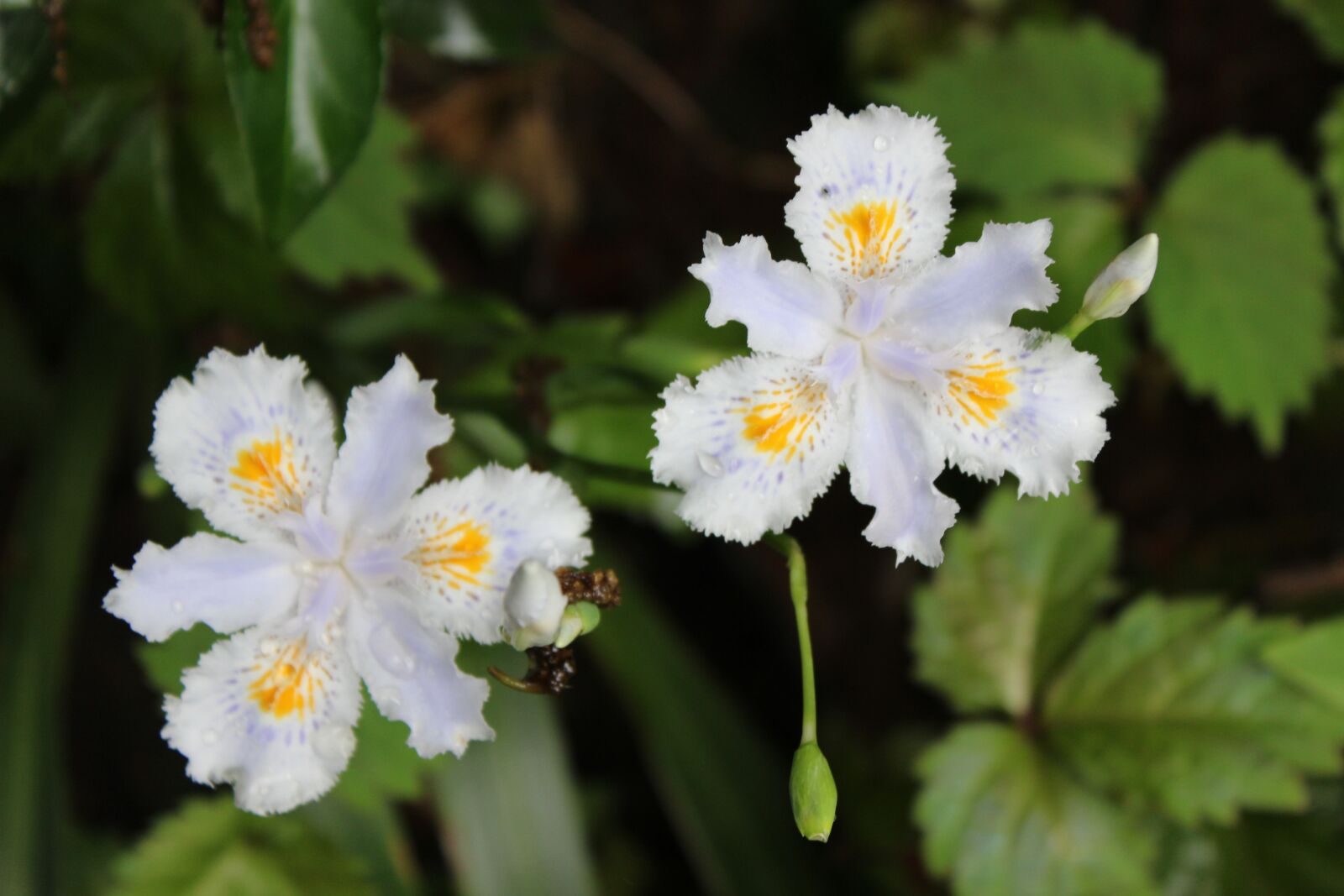 Canon EOS 600D (Rebel EOS T3i / EOS Kiss X5) sample photo. Flower, white flower, wild photography