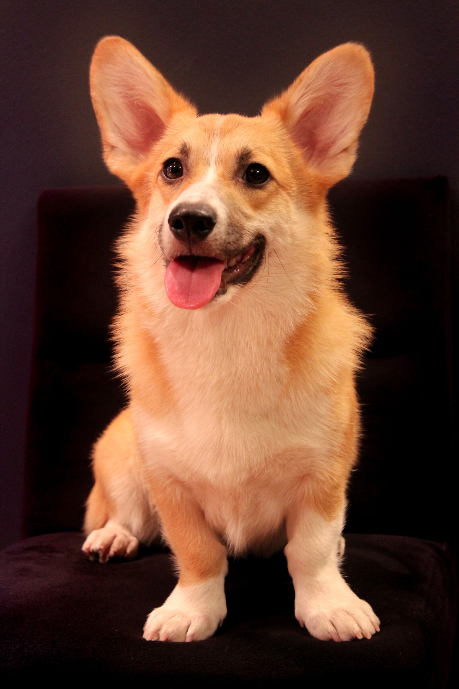 Canon EOS 1200D (EOS Rebel T5 / EOS Kiss X70 / EOS Hi) sample photo. Corgi, dog, pembroke photography