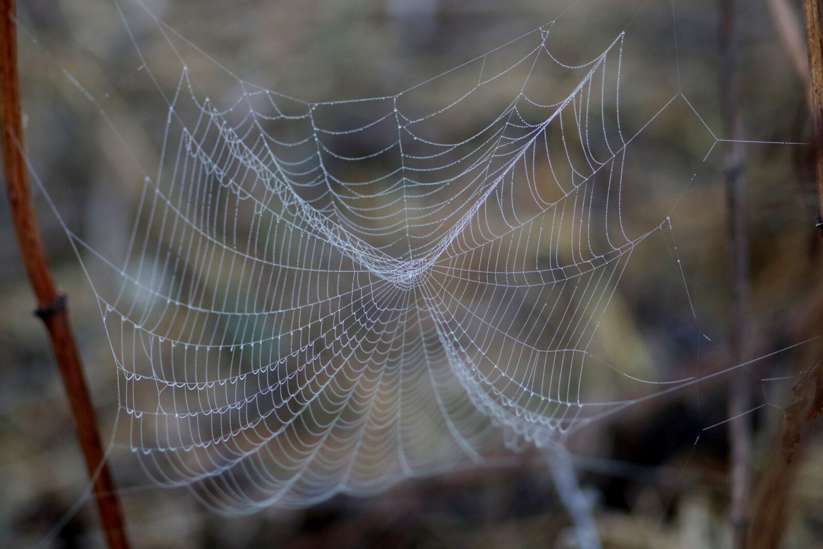 Canon EF 85mm F1.8 USM sample photo. Spider web, drops, wet photography