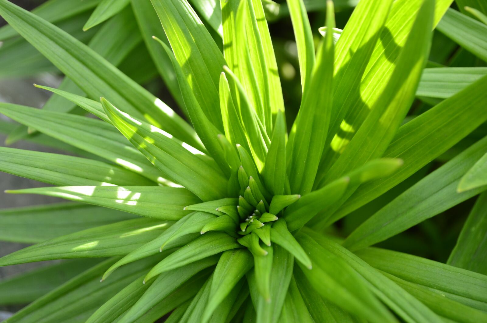 Nikon D5100 sample photo. Green, green plant, plant photography