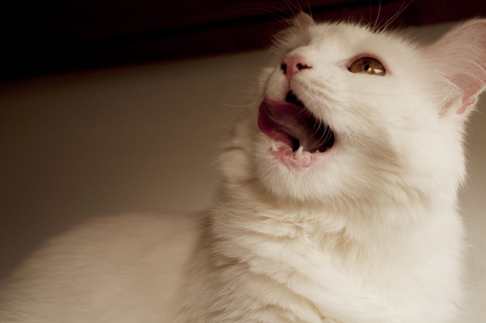 Nikon D5000 sample photo. Cat, cute, mammal photography