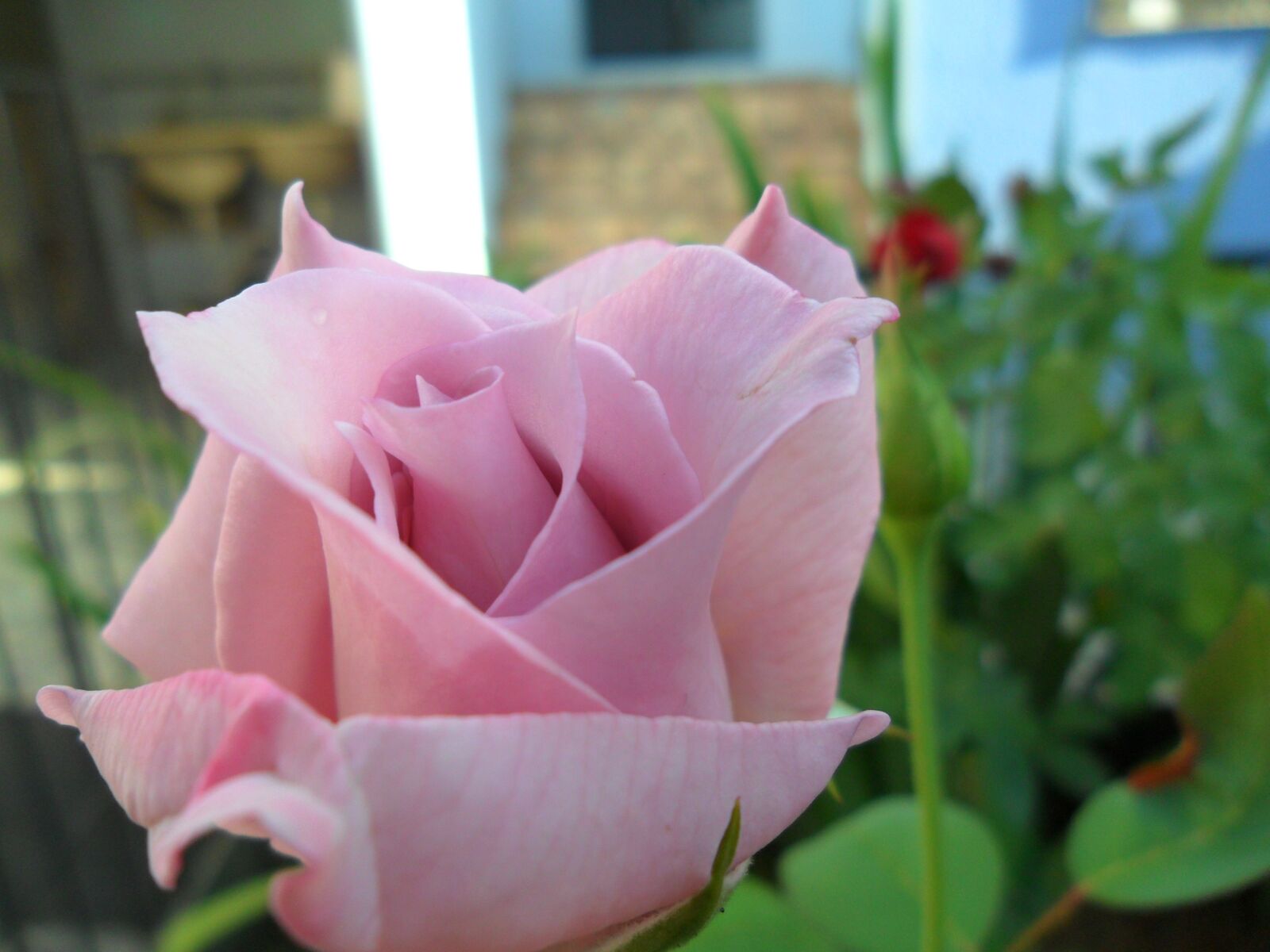 Samsung ES73 / VLUU ES73 /  SL605 sample photo. Rosa, flower, garden photography