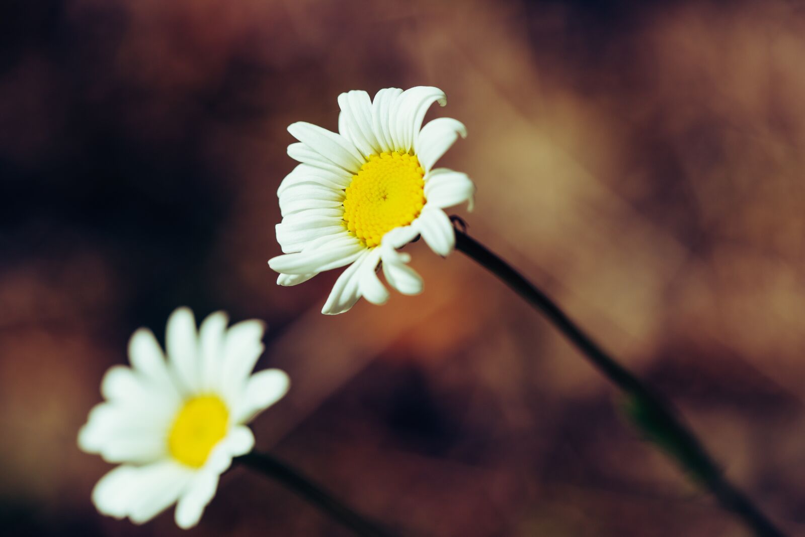 Canon EOS R sample photo. Daisies, flower, nature photography