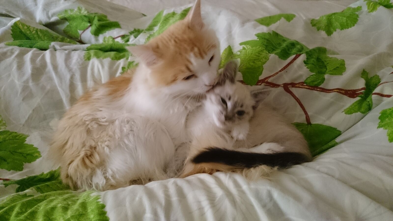 Sony Xperia Z1 sample photo. Cats, nature, beasts photography