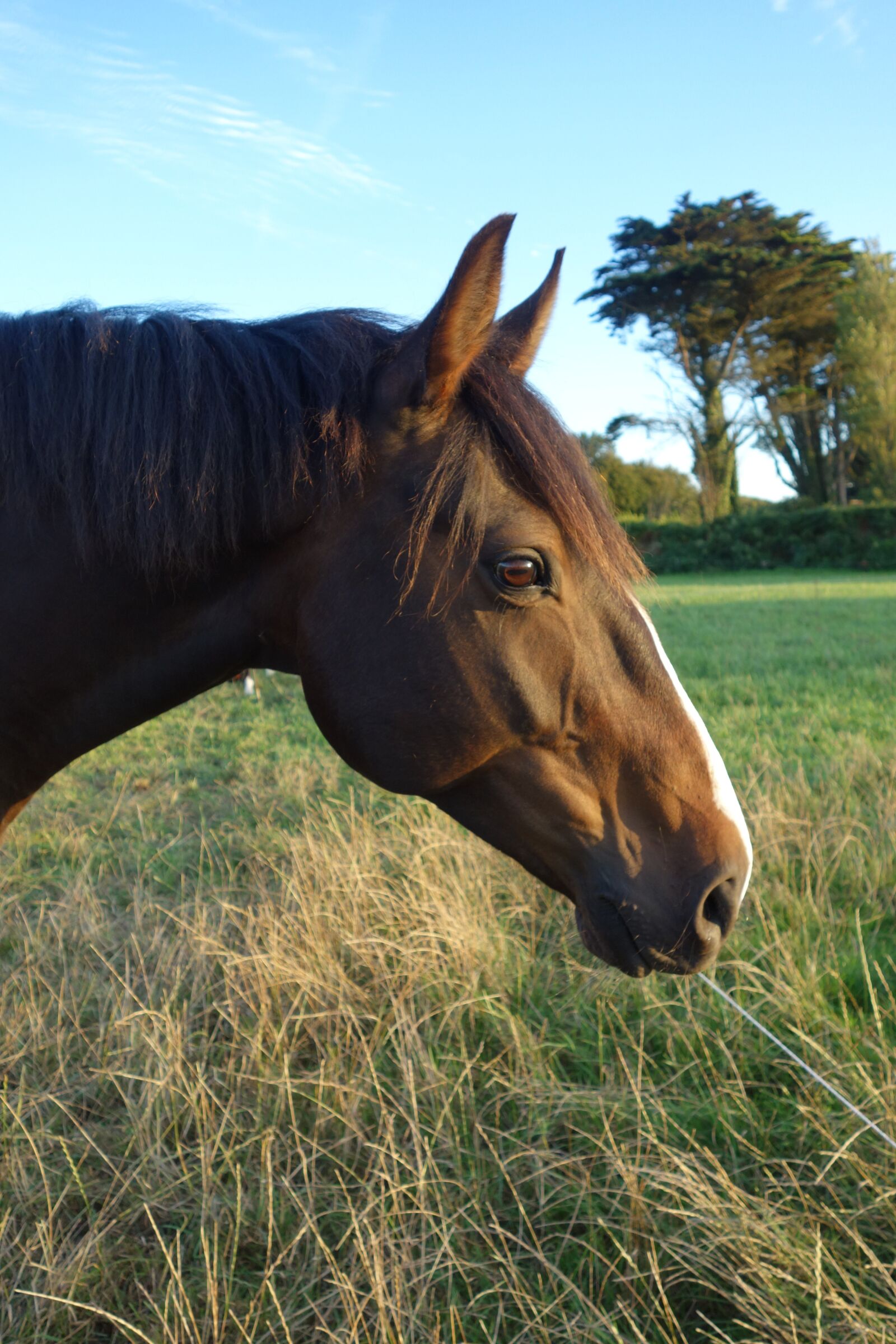 Sony Cyber-shot DSC-RX100 sample photo. Horse, equine, equestrian photography