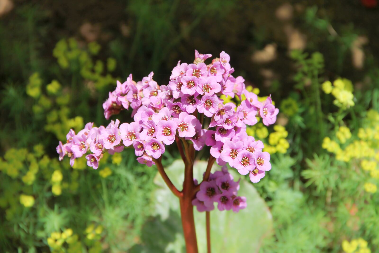 Canon EOS 1100D (EOS Rebel T3 / EOS Kiss X50) sample photo. Bergenia, settled wurz, rock photography