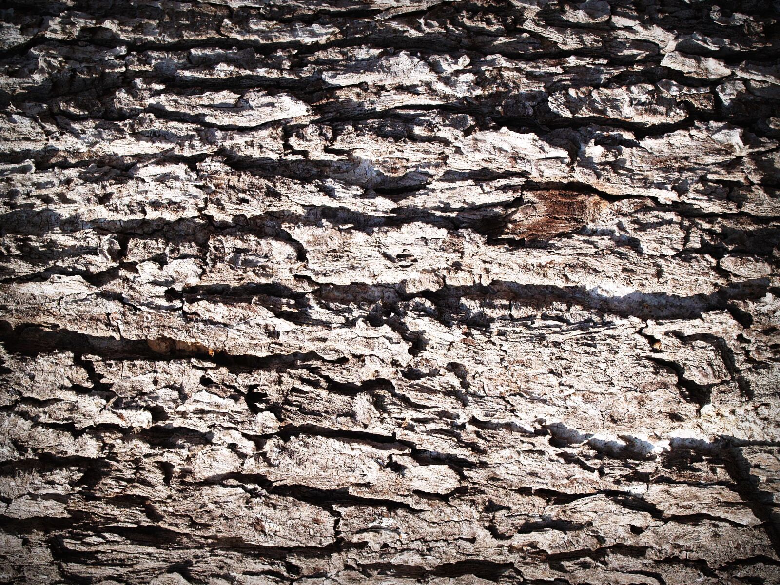 Olympus E-300 (EVOLT E-300) sample photo. Aging, bark, detail, dry photography