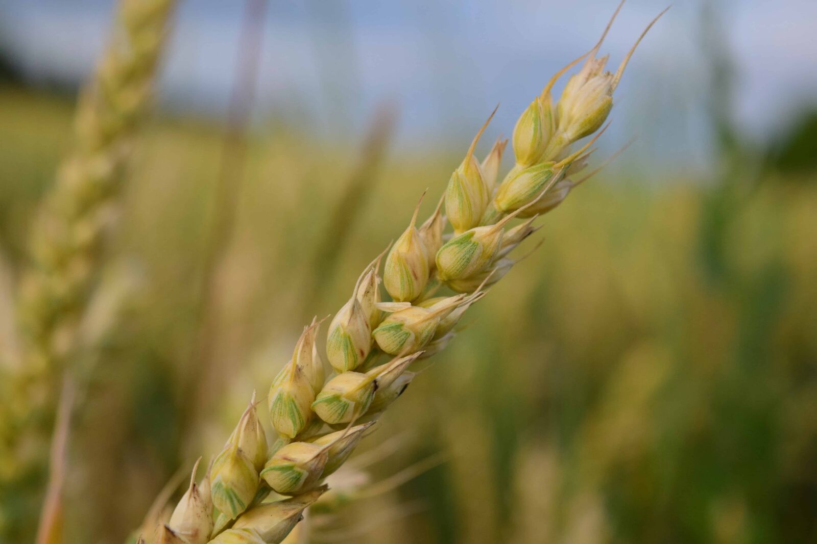 Nikon D3300 sample photo. Field, nature, agriculture, cereal photography