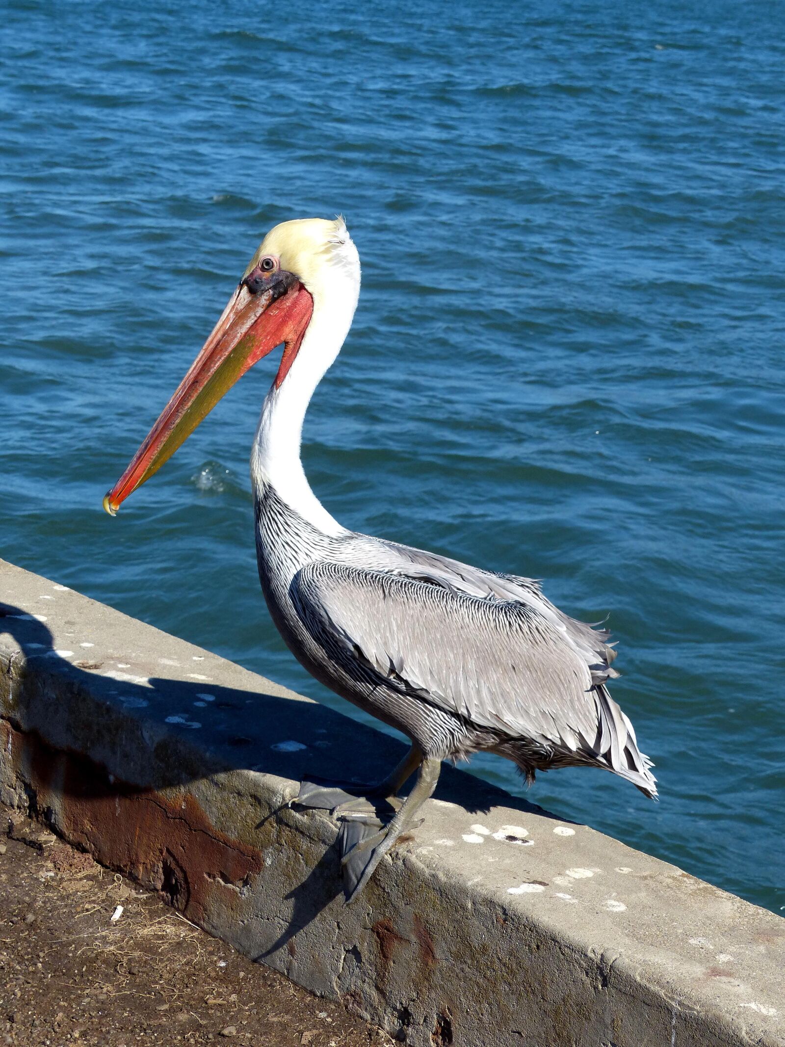 Panasonic Lumix DMC-FZ200 sample photo. Bird, watching, brown, pelican photography