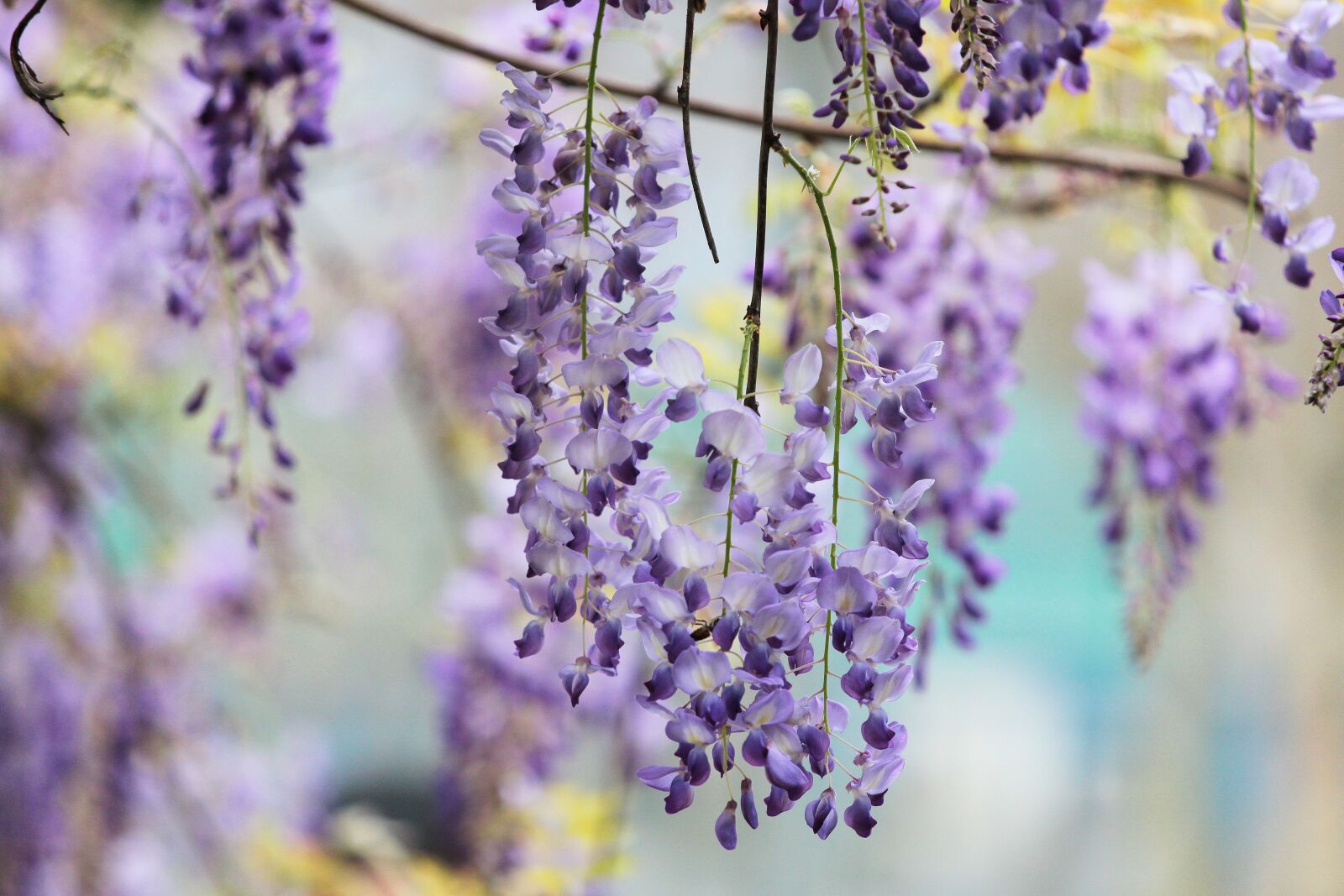 Canon EOS 500D (EOS Rebel T1i / EOS Kiss X3) sample photo. Plant, wisteria, flower photography