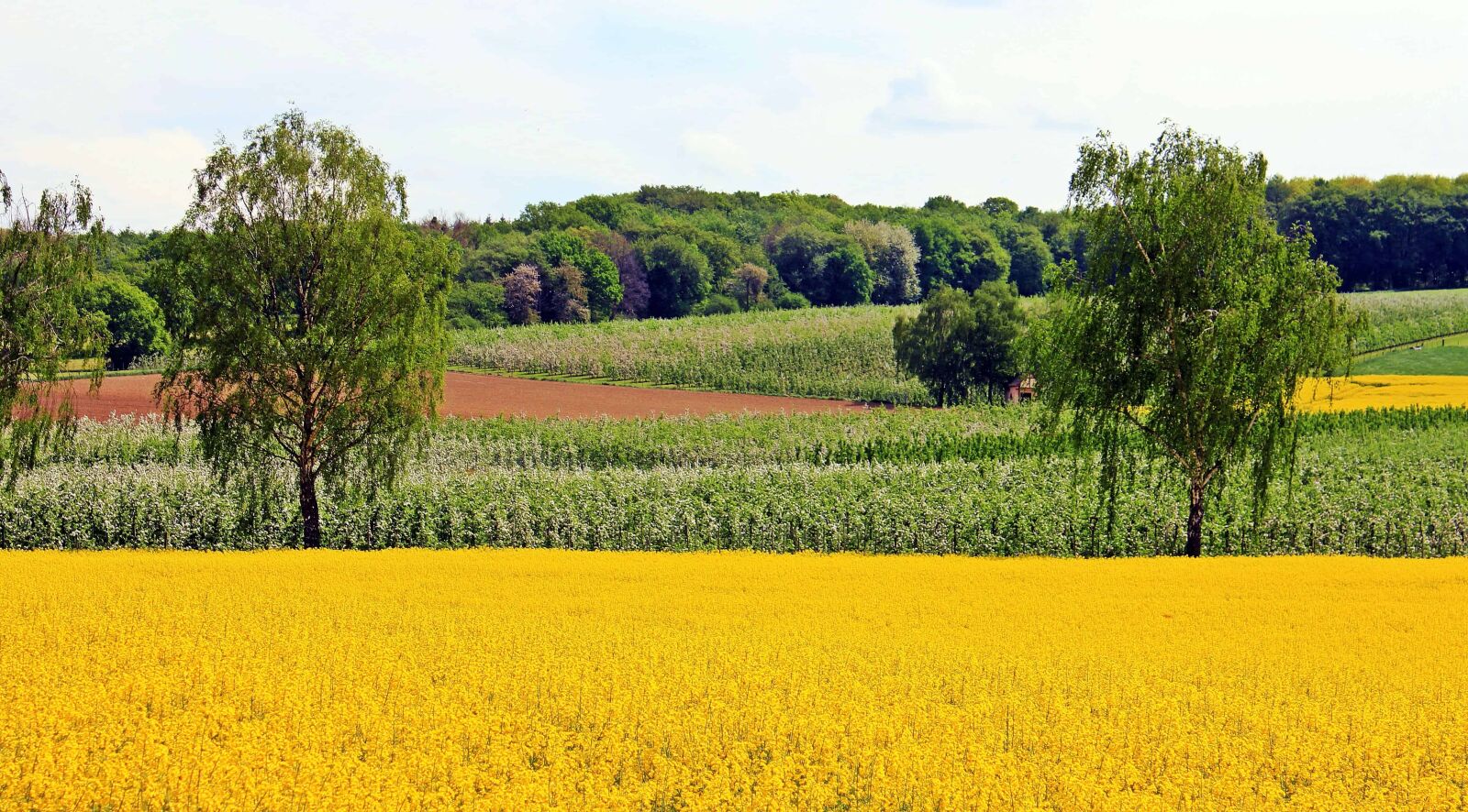Canon EOS 550D (EOS Rebel T2i / EOS Kiss X4) sample photo. Agriculture, field, flower, countryside photography