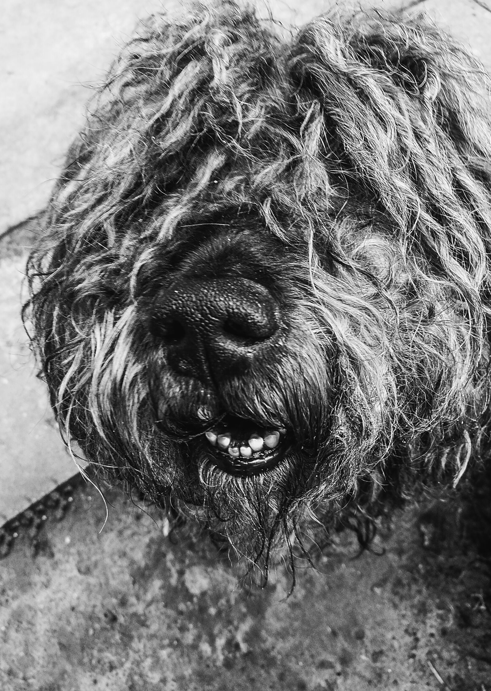 HUAWEI Honor 8 sample photo. Dog photography