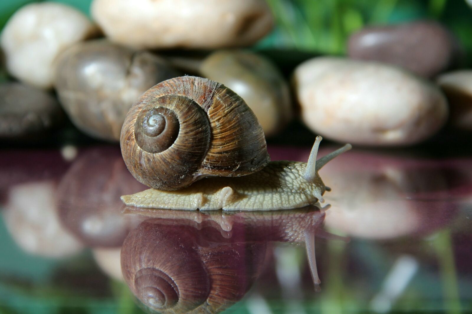 Canon EOS 600D (Rebel EOS T3i / EOS Kiss X5) sample photo. Snail, shell, slowly photography