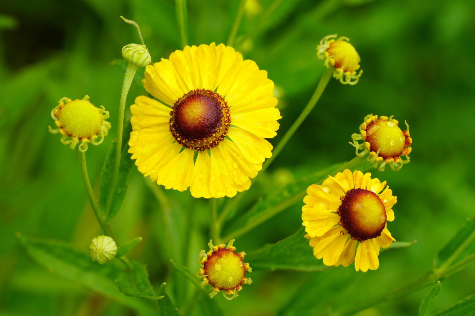 Sony a7R III + Sony FE 90mm F2.8 Macro G OSS sample photo. Flower, summer, yellow photography