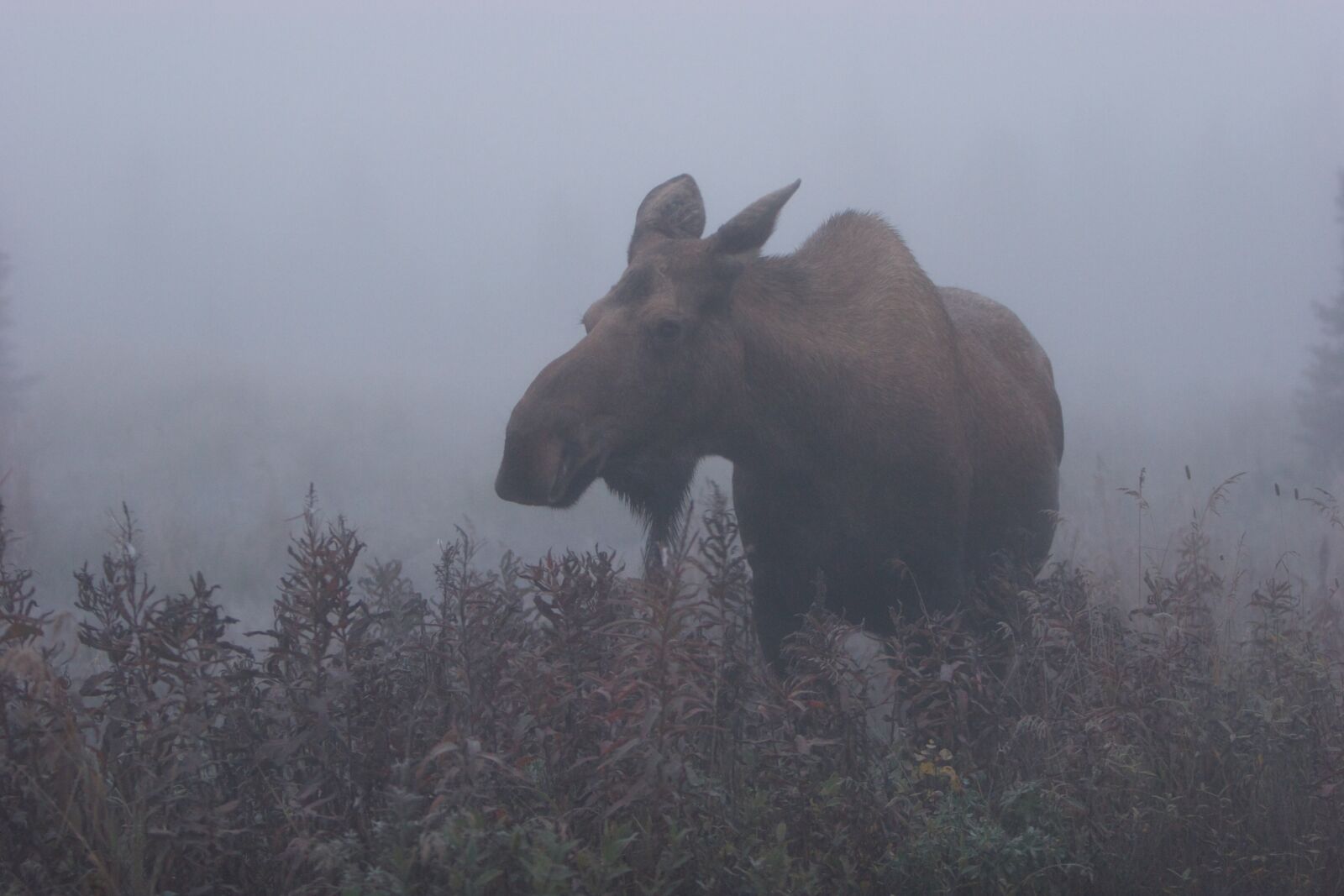 Canon EOS 20D sample photo. Wildlife, moose, alaska photography