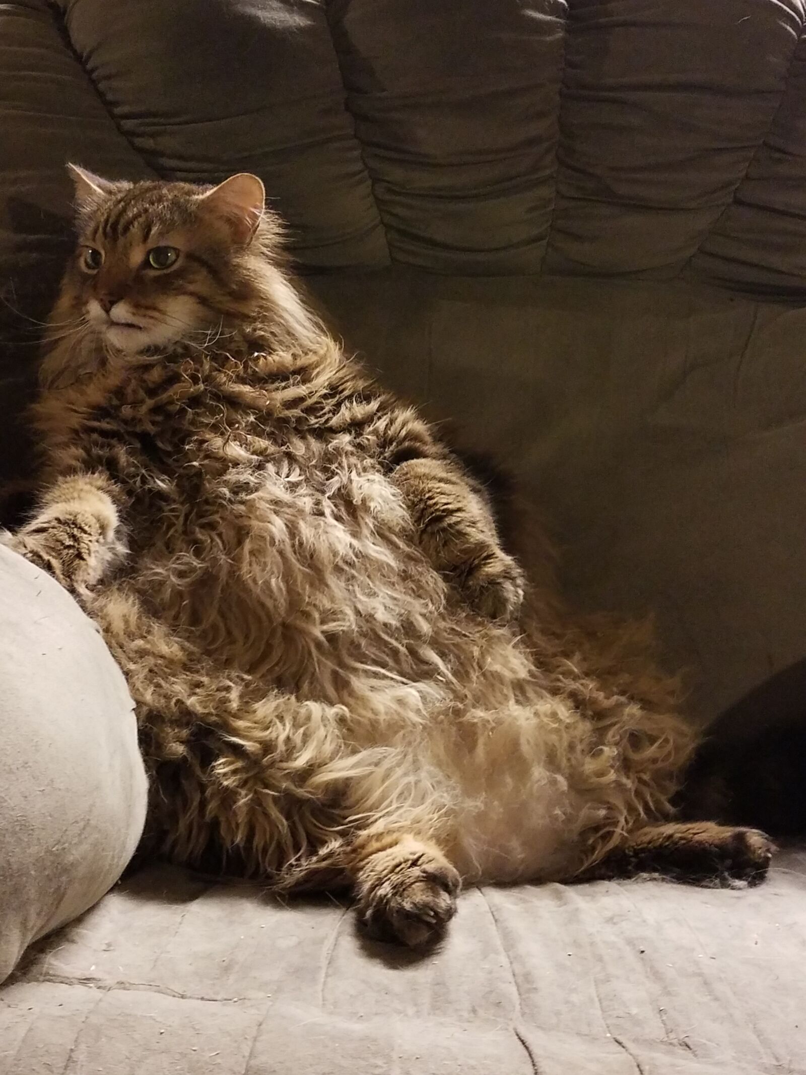 Samsung Galaxy S7 Edge sample photo. Cat, cute, pet photography
