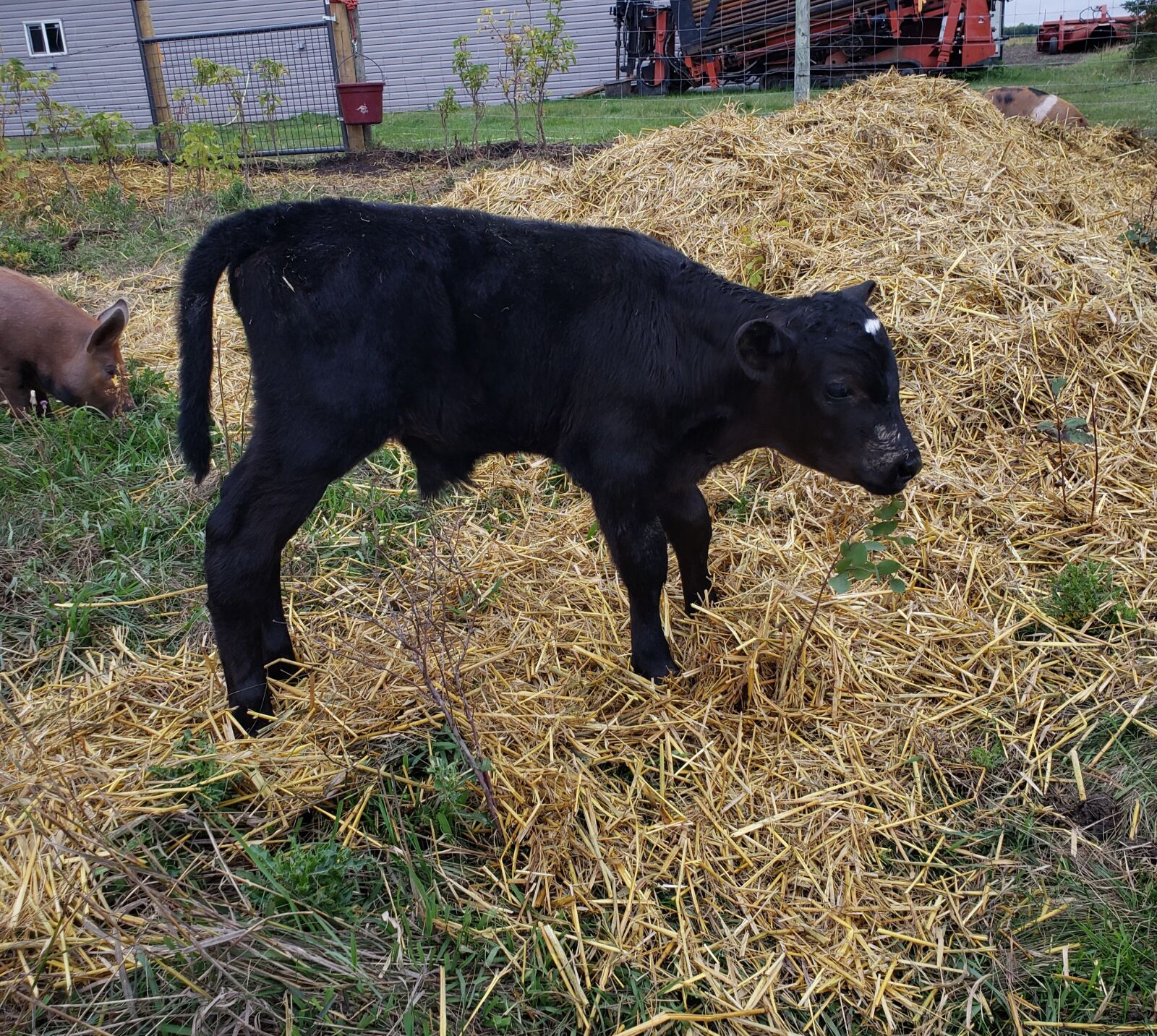 Samsung Galaxy S9 sample photo. Beef, calf, cattle photography