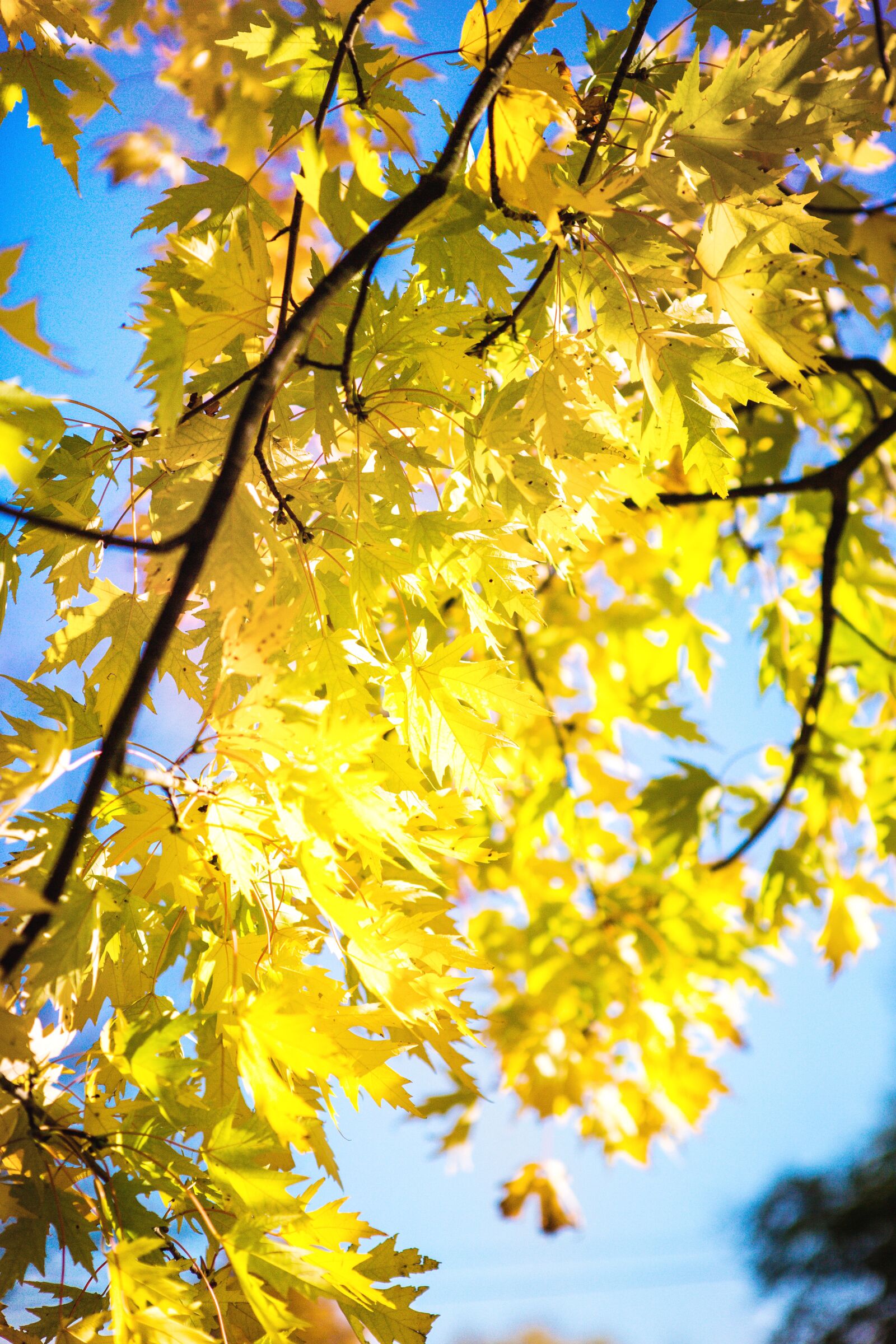 Canon EOS 5D Mark III sample photo. Autumn, orange, leaves photography
