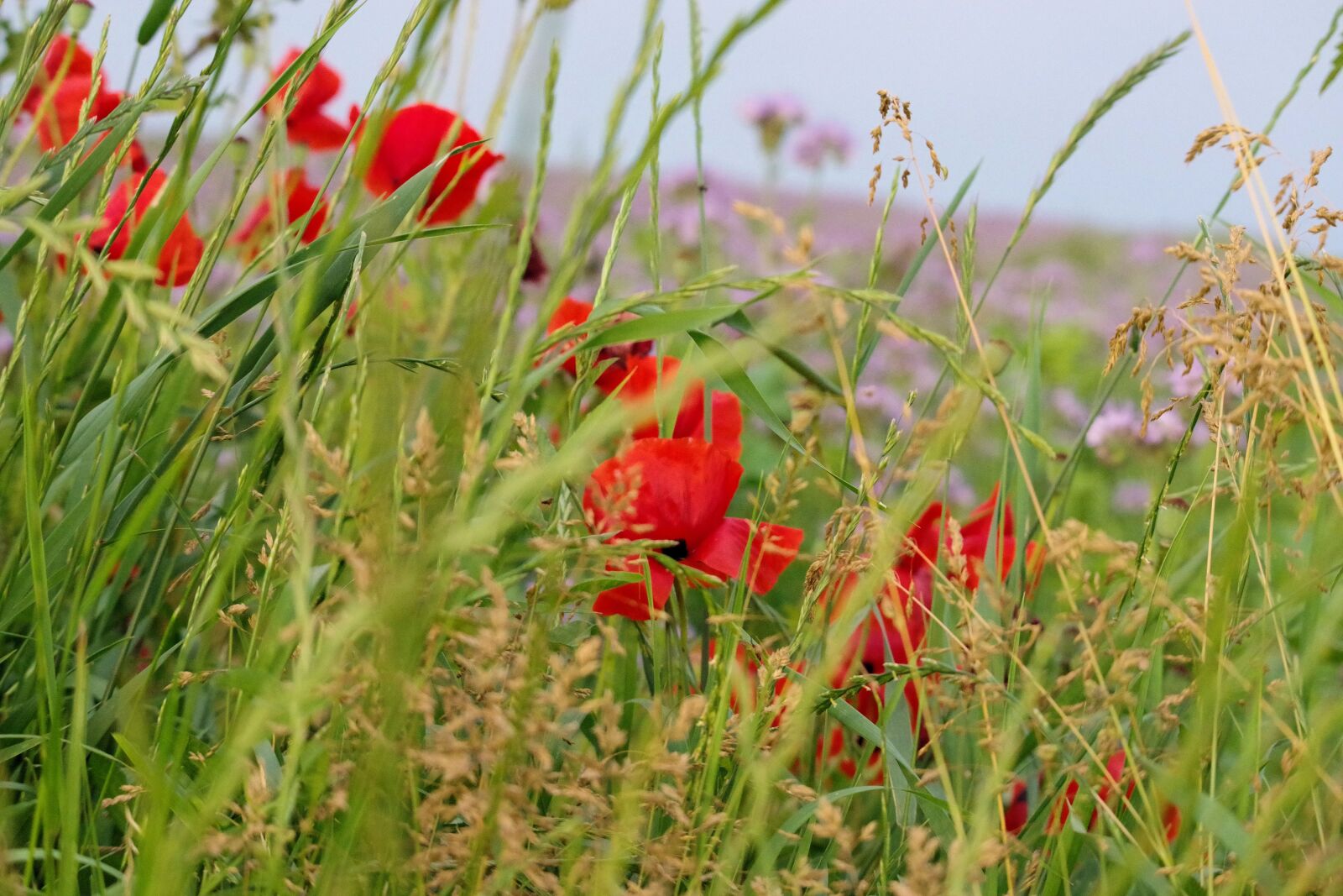 Pentax K-70 sample photo. Poppy, nature, summer photography