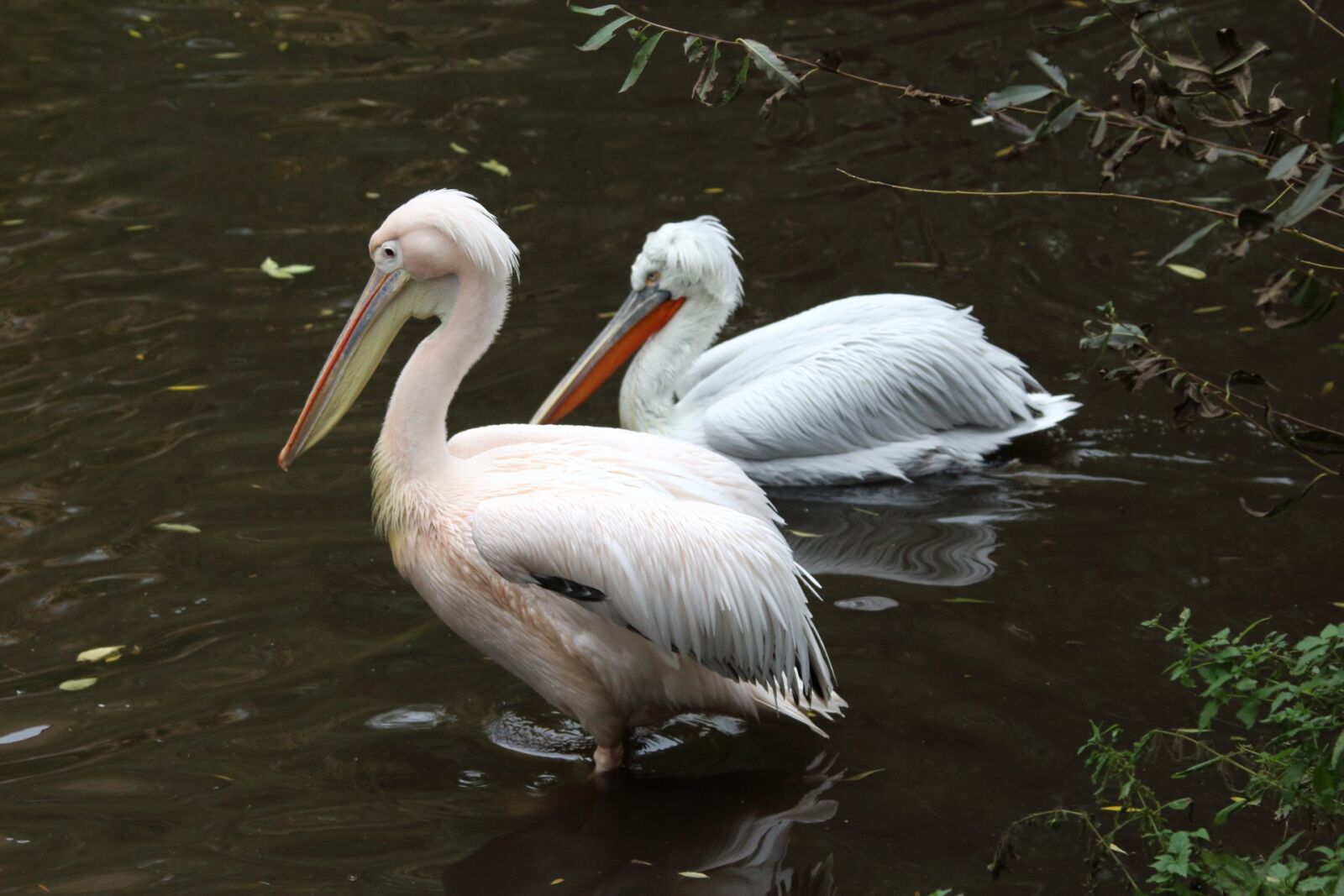 Canon EF 70-300mm F4-5.6 IS USM sample photo. Bird, living nature, water photography