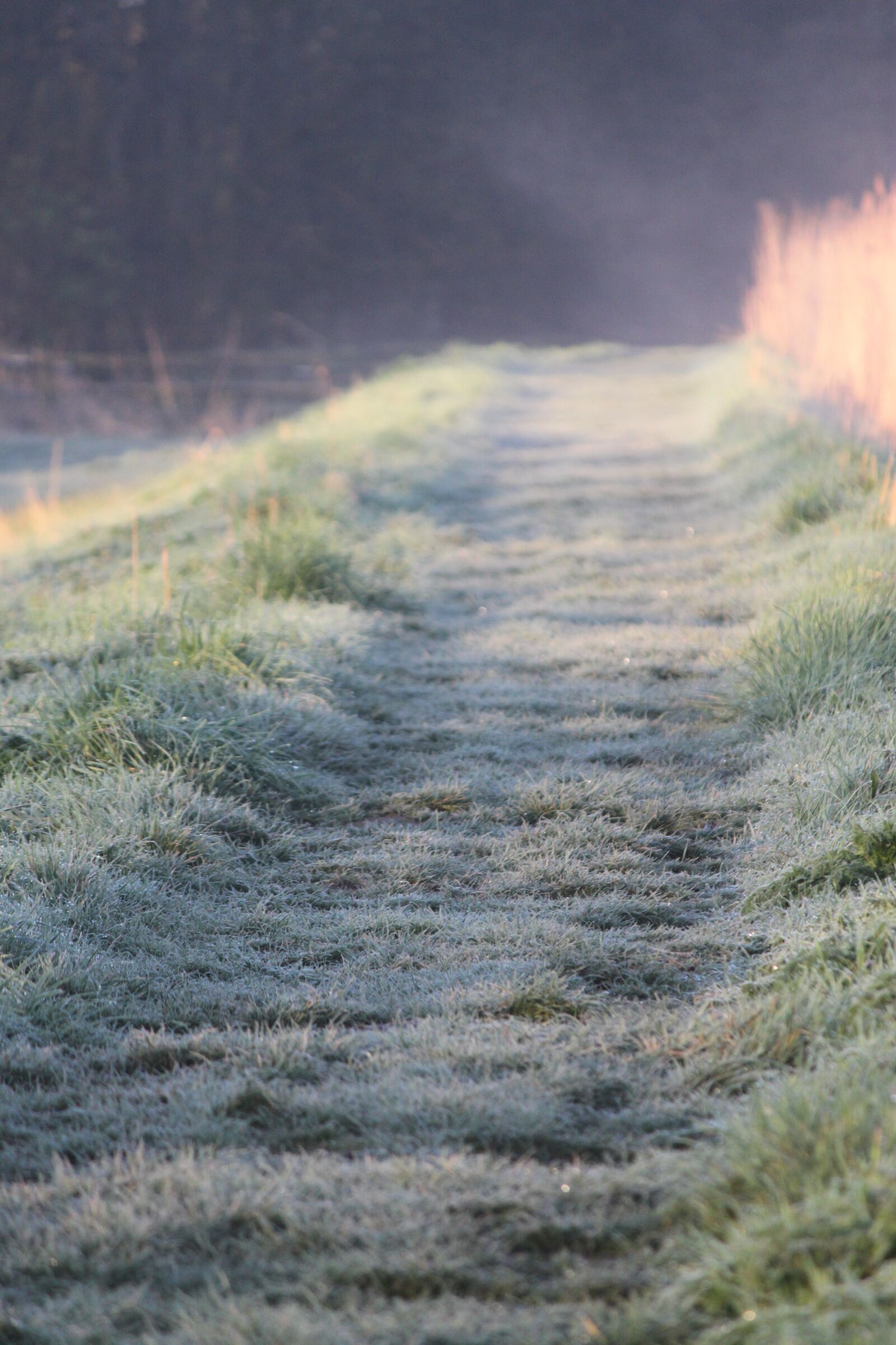 Canon EOS 500D (EOS Rebel T1i / EOS Kiss X3) sample photo. Frost, morning, path photography