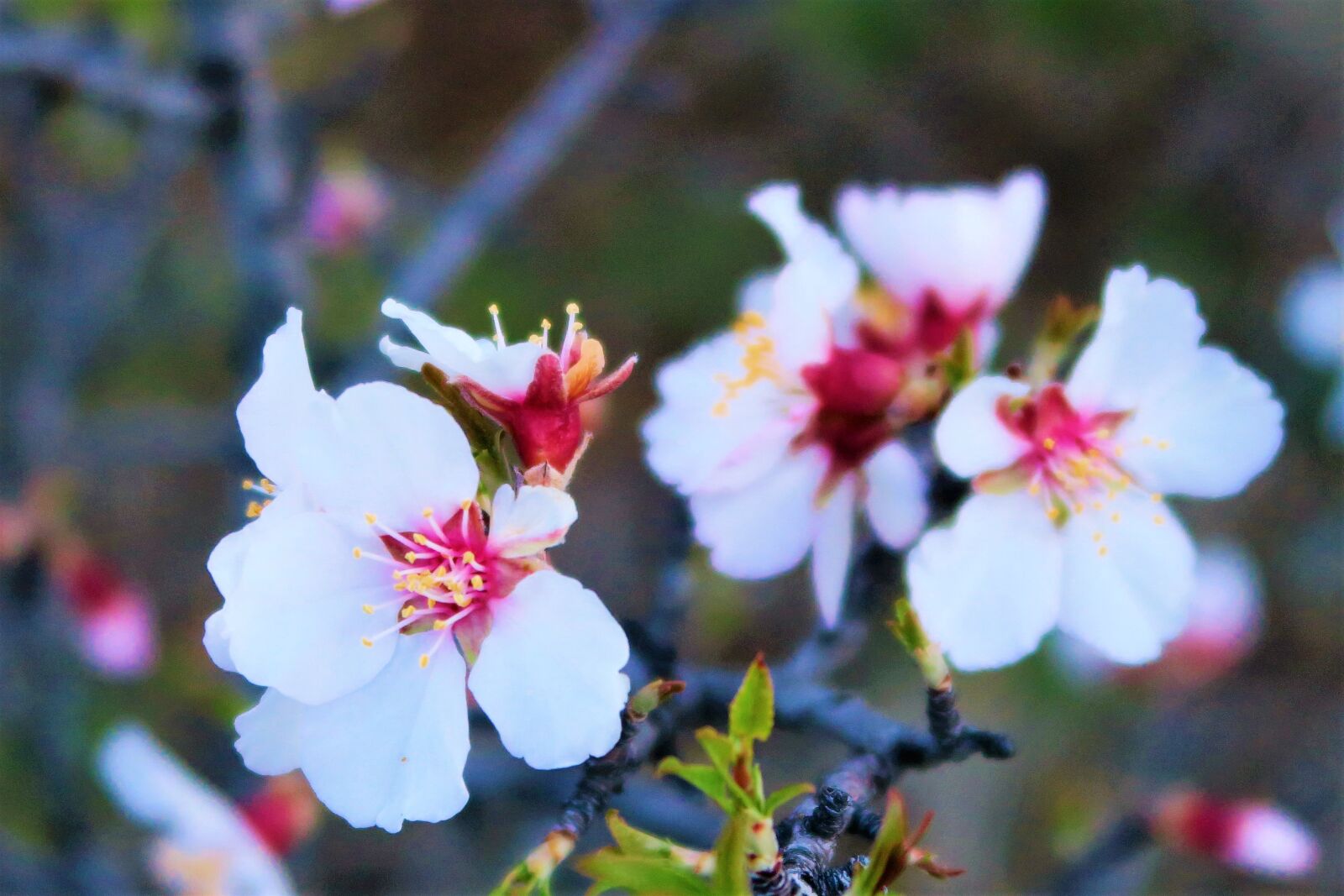 Canon PowerShot G7 X sample photo. Flower, spring, tree photography