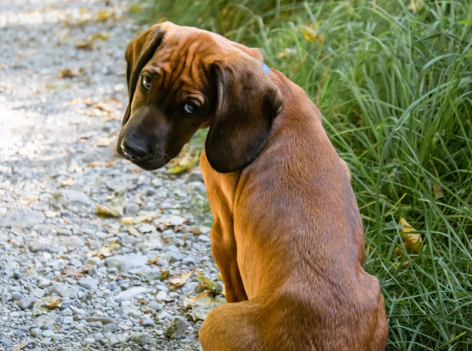 Canon EOS 200D (EOS Rebel SL2 / EOS Kiss X9) sample photo. Dog, puppy, small photography