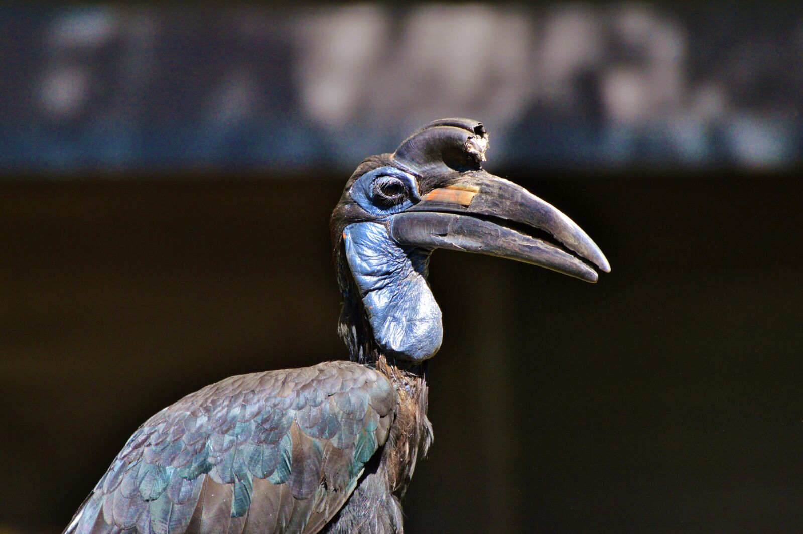 Nikon D3200 sample photo. Ground-hornbill, raven, hornbill photography