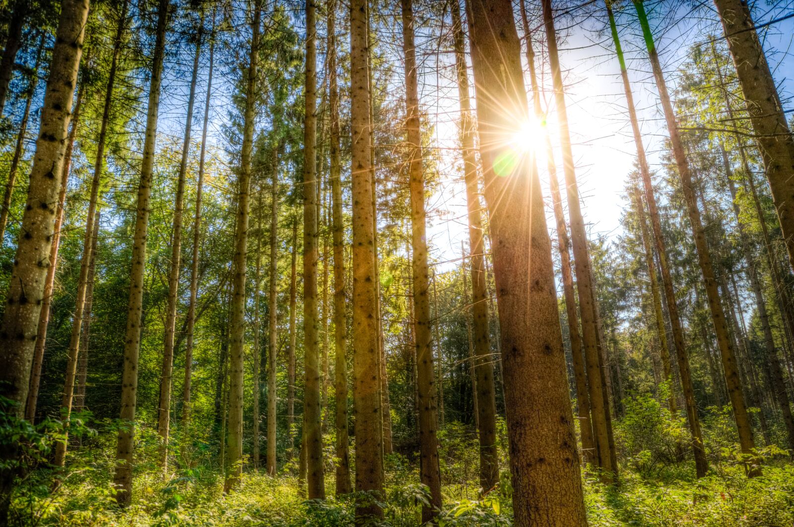 Nikon D610 sample photo. Forest, sunlight, trees photography
