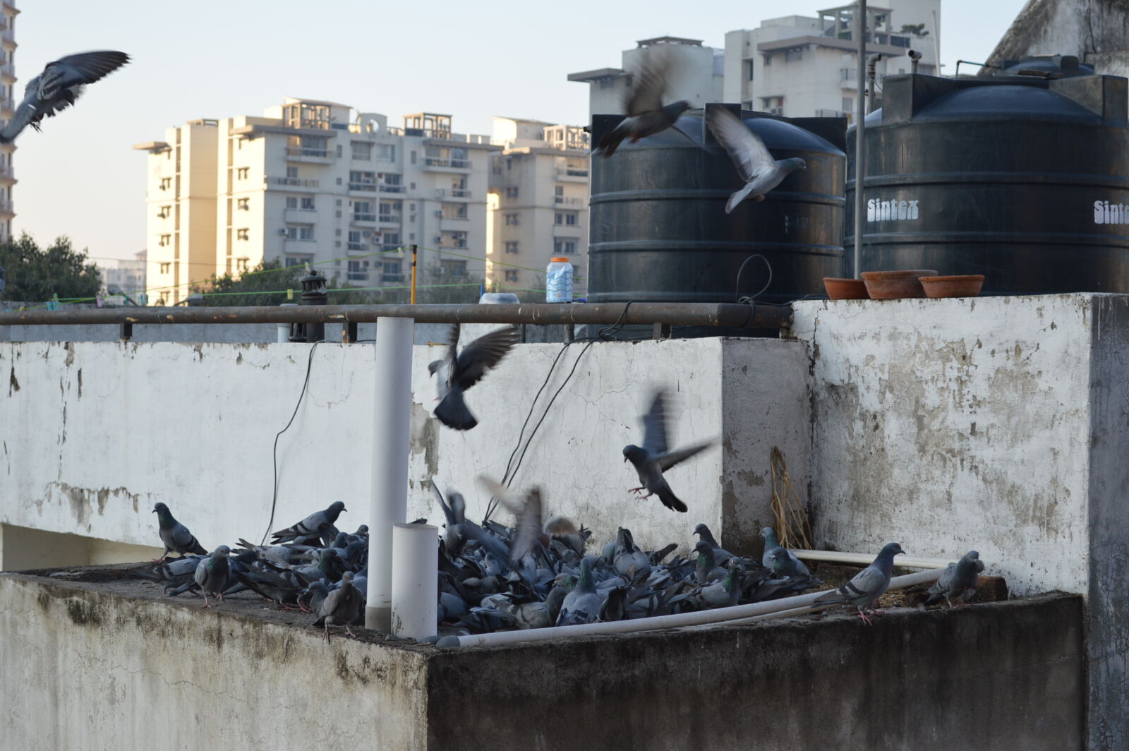 Nikon D3200 sample photo. Birds, birds, of, paradise photography