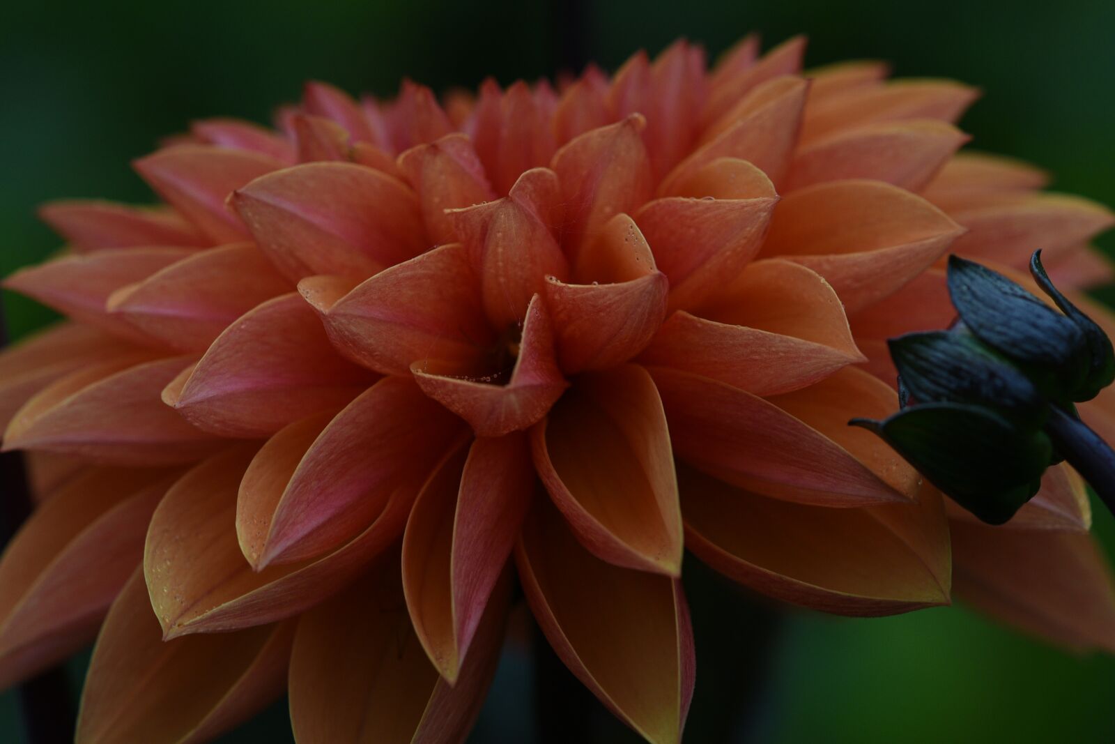 Nikon D750 sample photo. Dahlia, flower, orange photography