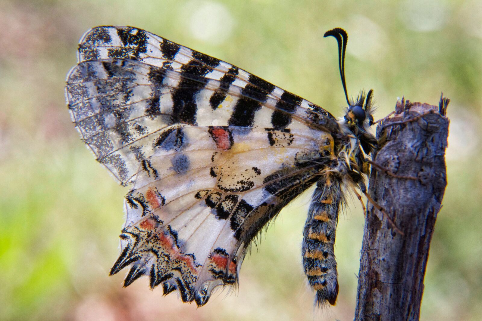 Canon EOS 7D sample photo. Butterfly, insect, nature photography