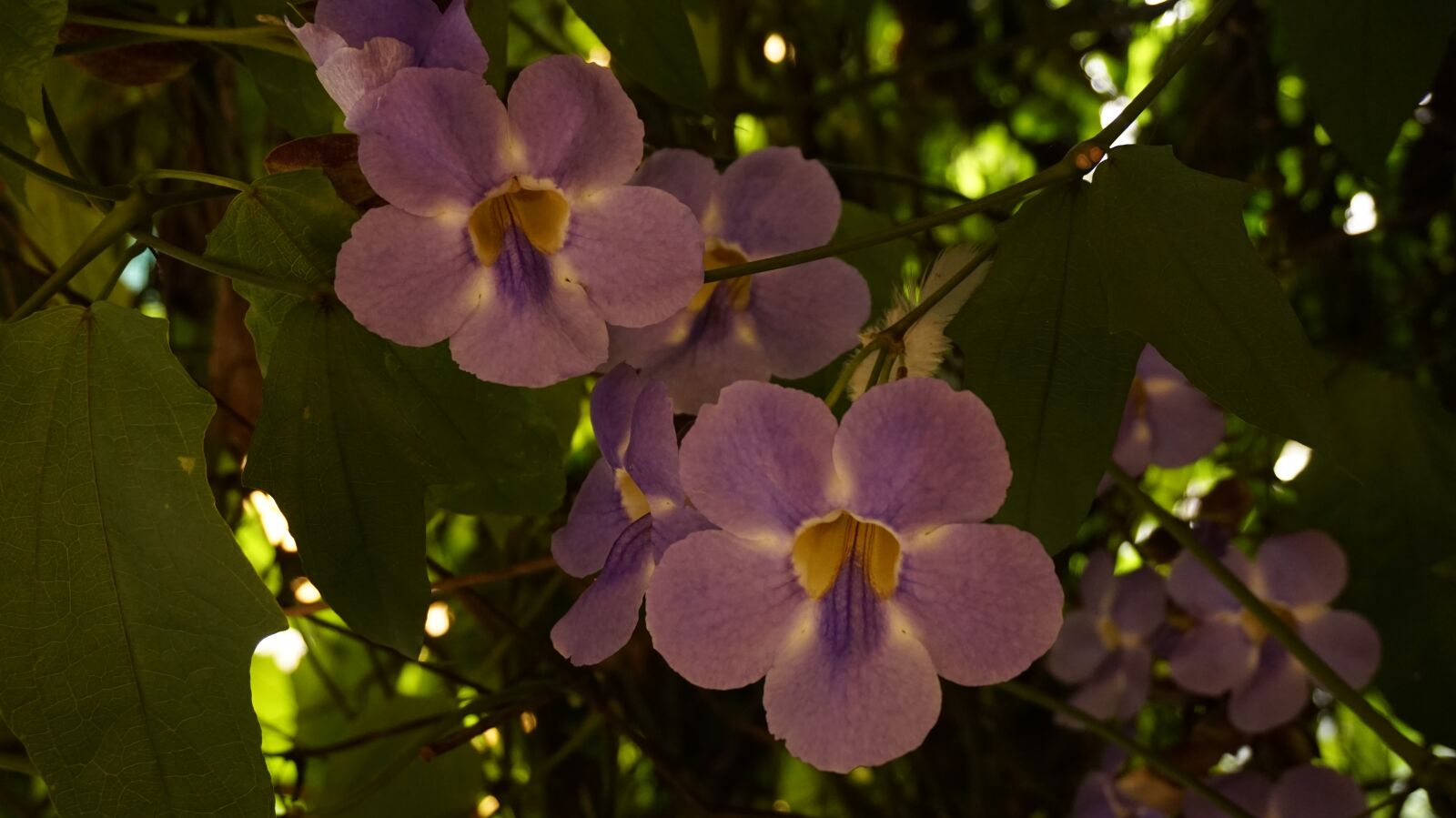 Sony Alpha a5000 (ILCE 5000) sample photo. Flowers, garden, home photography