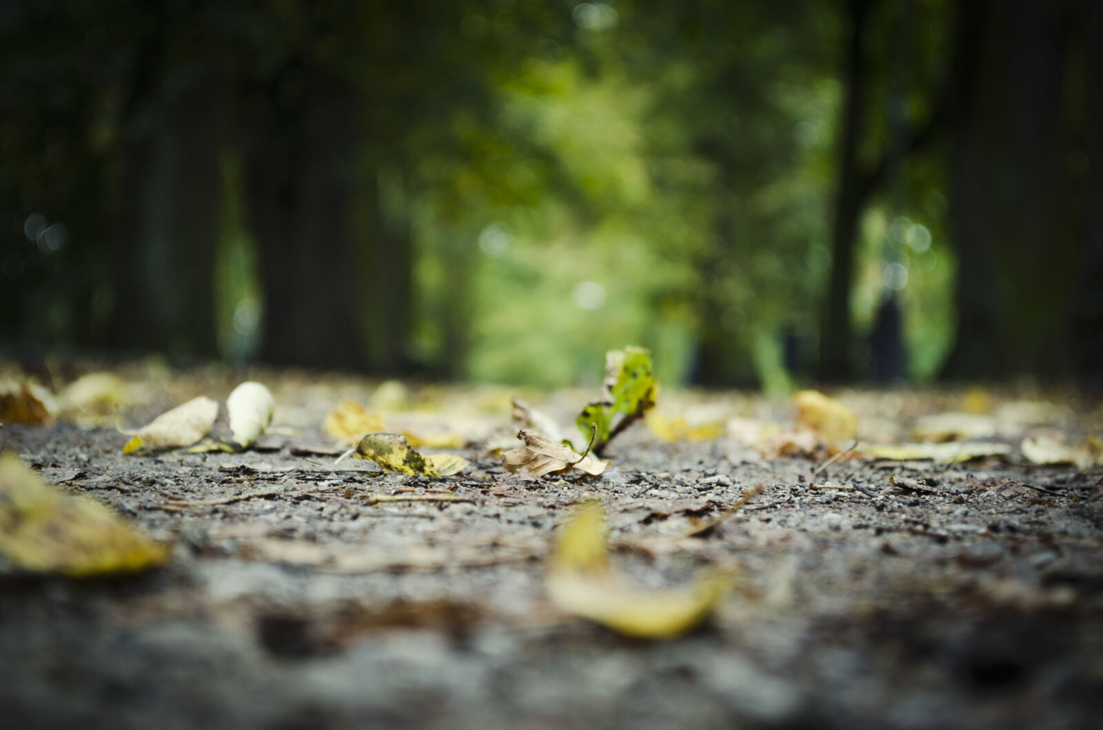 Nikon D5100 sample photo. Surface, level, of, fallen photography