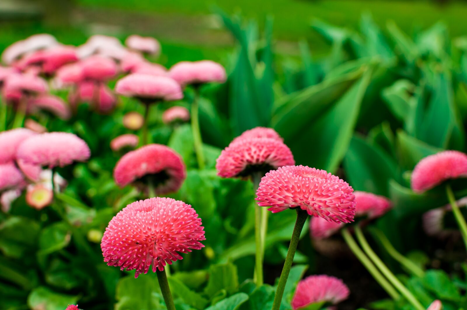 Nikon D90 sample photo. Flower, pink, nature photography