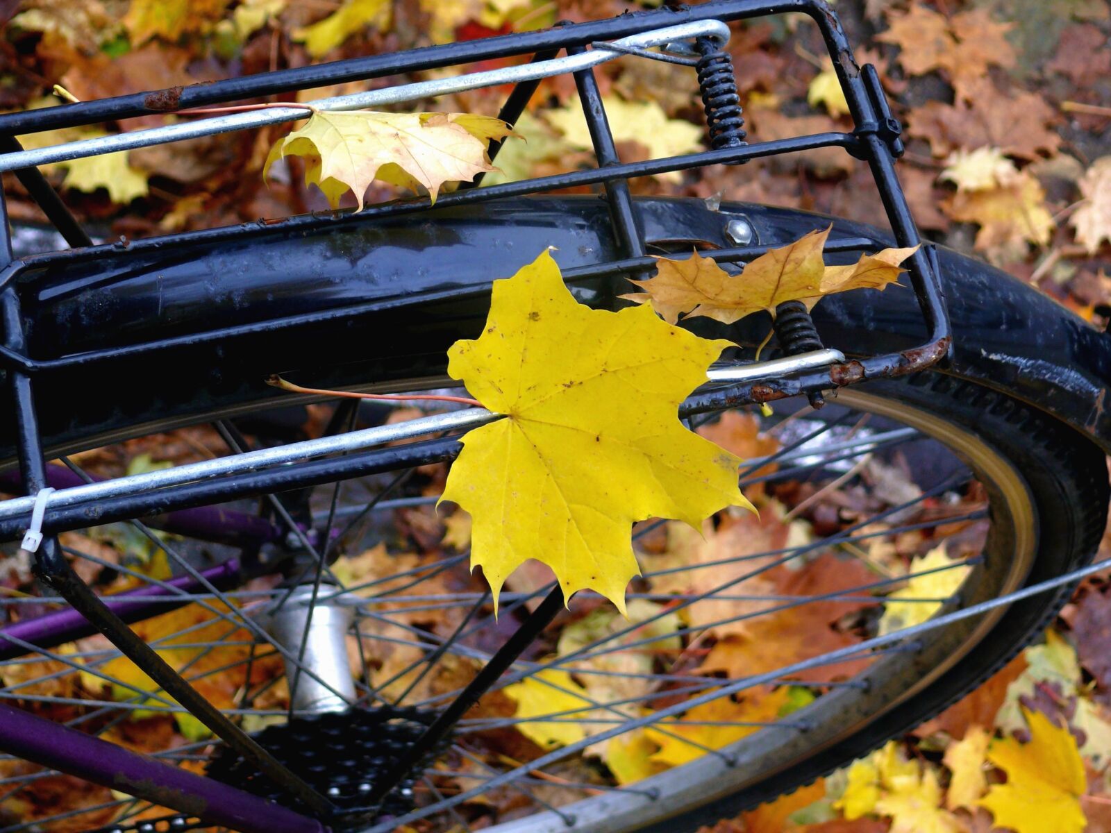 Panasonic DMC-FZ50 sample photo. Bicycle, wheel, autumn, plant photography
