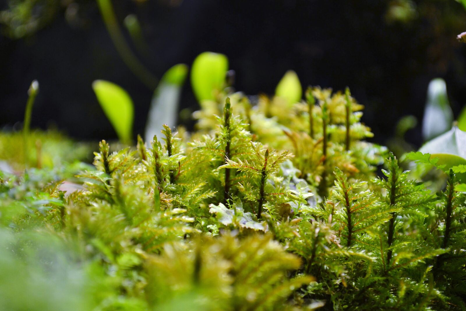 Nikon D3100 sample photo. Plant, nature, sheet photography