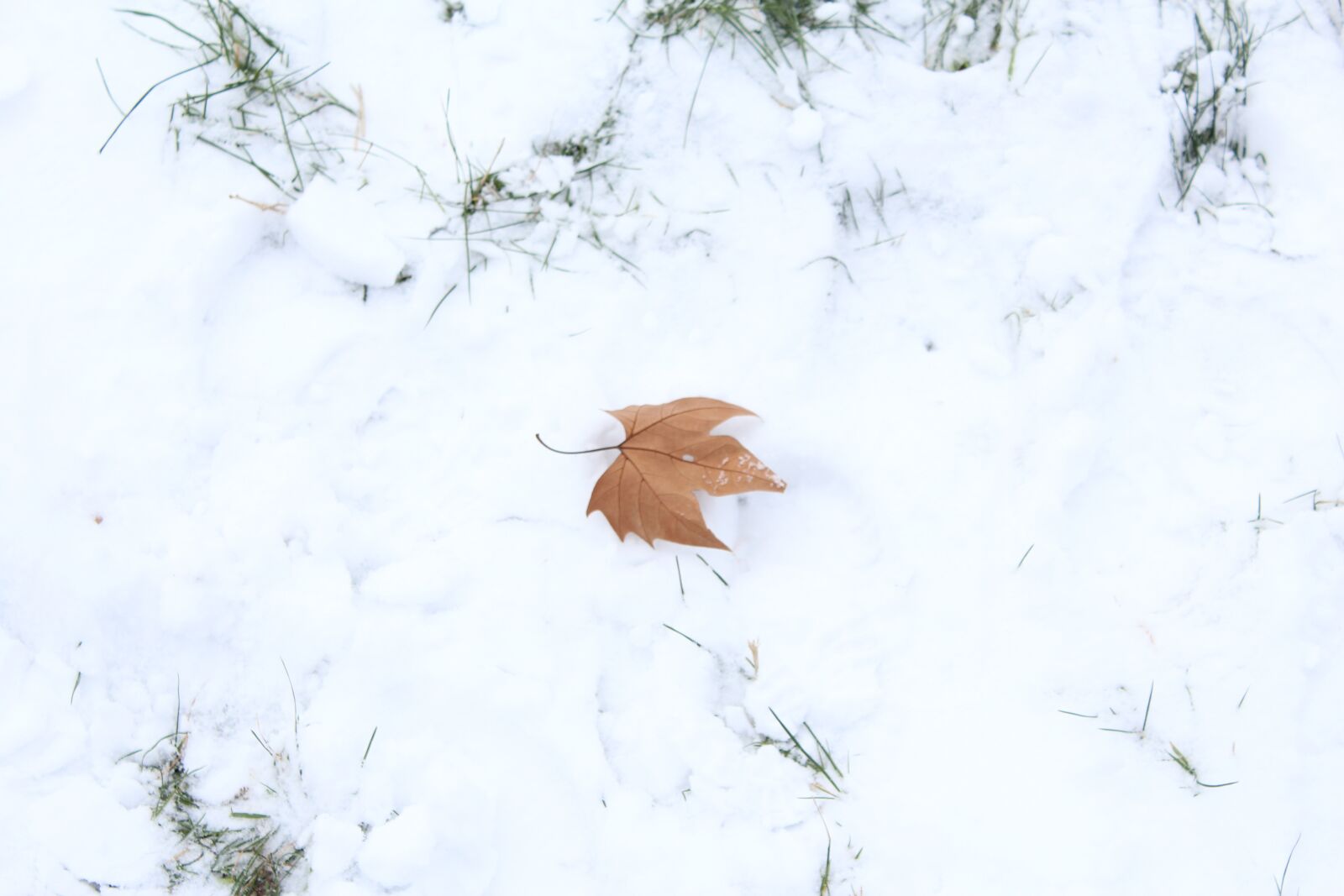 Canon EOS 600D (Rebel EOS T3i / EOS Kiss X5) sample photo. Snow, winter, nature photography