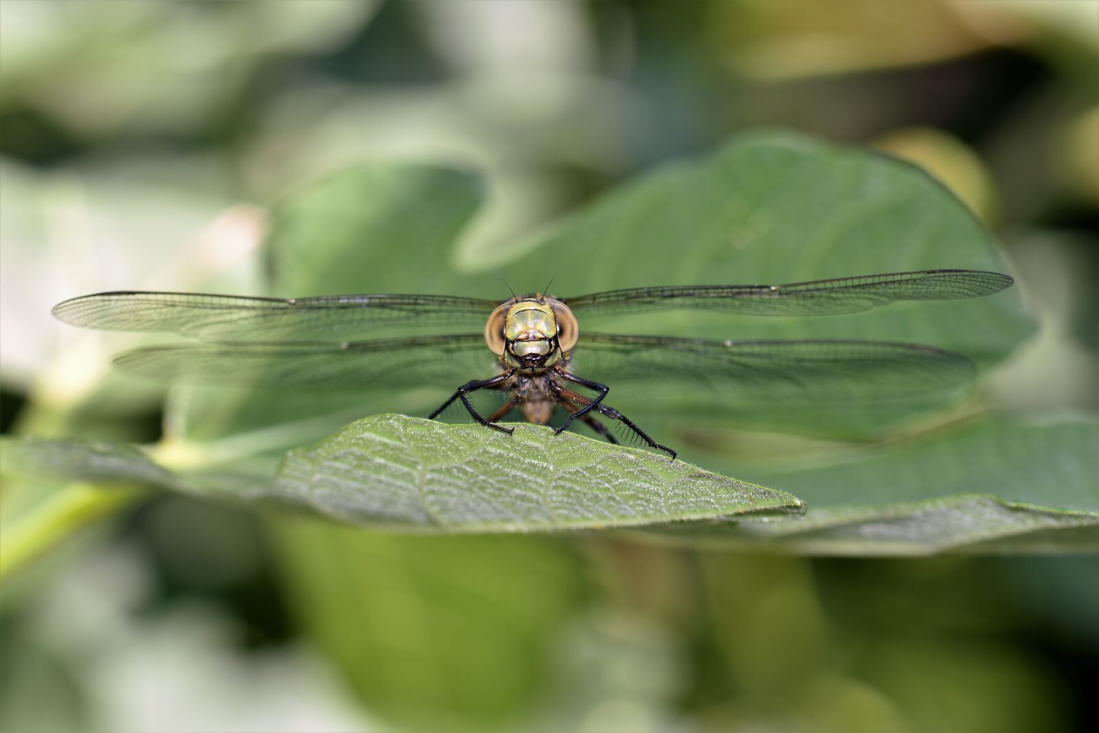 Nikon D5500 sample photo. Dragonfly, animal, insect photography