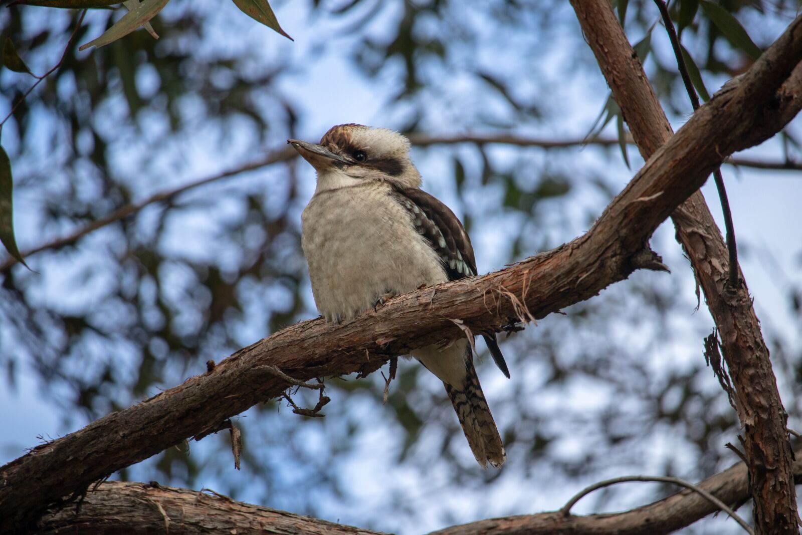 Canon EOS 200D (EOS Rebel SL2 / EOS Kiss X9) sample photo. Kookaburra, tree, bird photography