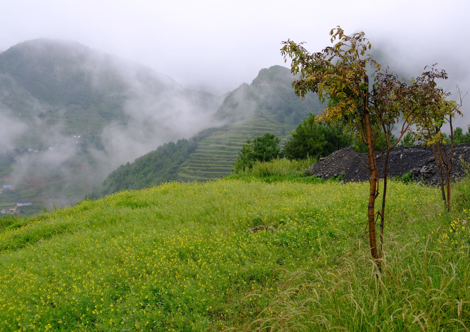 Fujifilm X-T20 sample photo. Mountain, fog, green photography